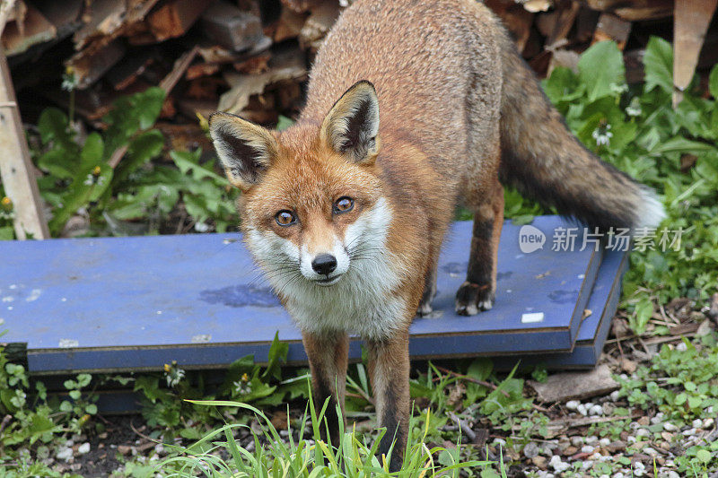 警惕的城市红狐Vulpes Vulpes站在伦敦花园